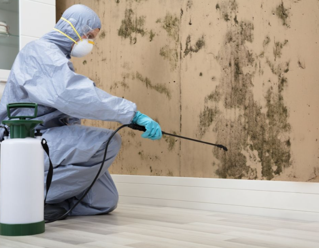Mold Cleanup San Diego