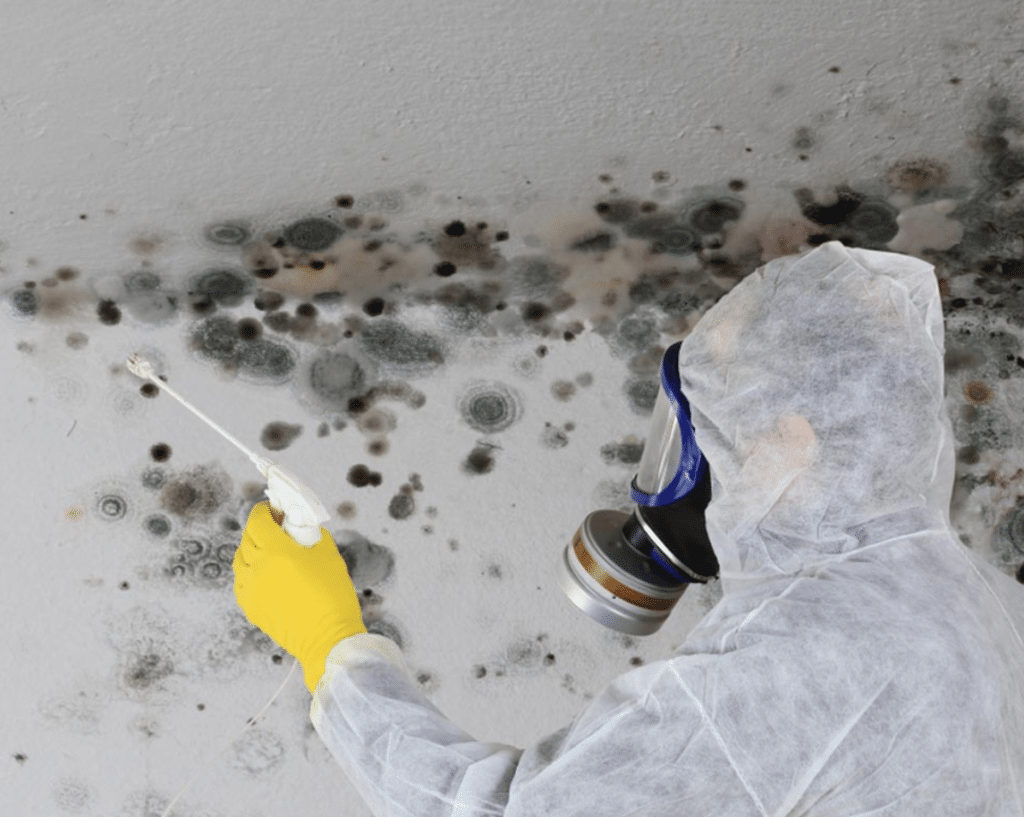 Mold Removal And Remediation San Diego