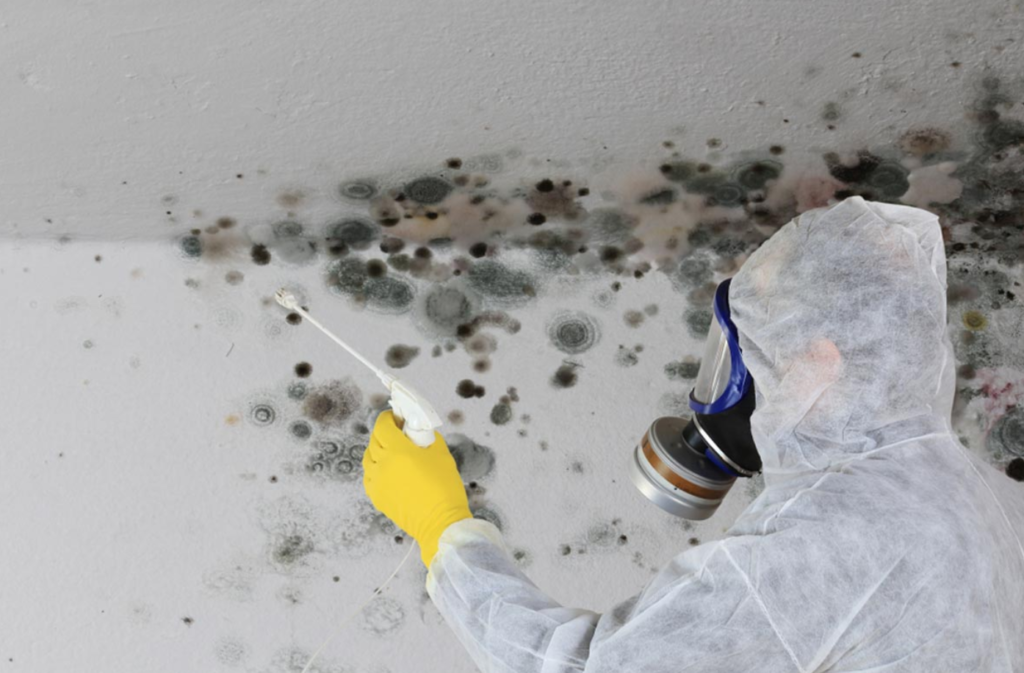 Black Mold Removal In San Diego