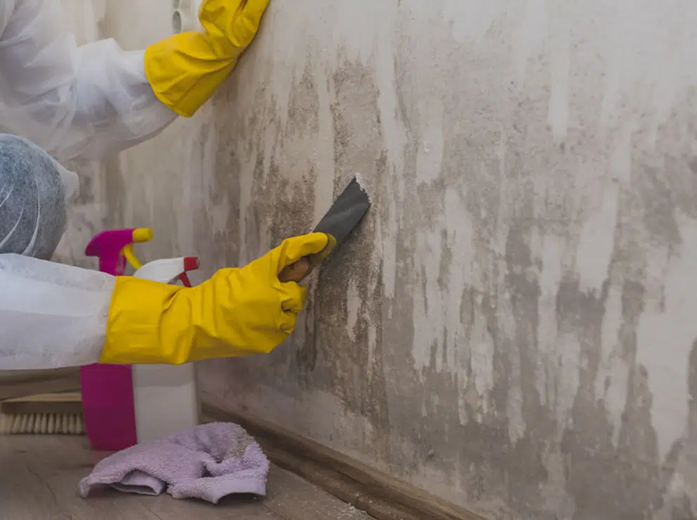 Gloved hand scraping mold from a wall