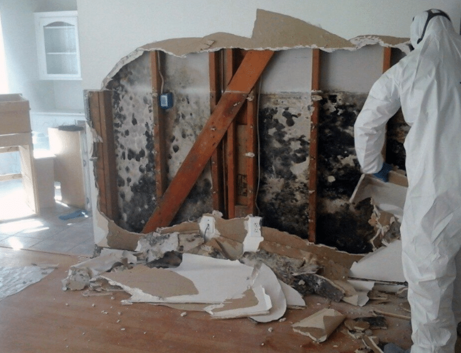 Mold Damage Remediation Services San Diego