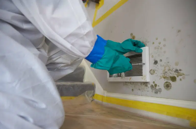 Technician in protective gloves cleaning mold from a wall